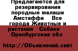 Предлагаются для резервирования породные малаши Амстаффа  - Все города Животные и растения » Собаки   . Оренбургская обл.